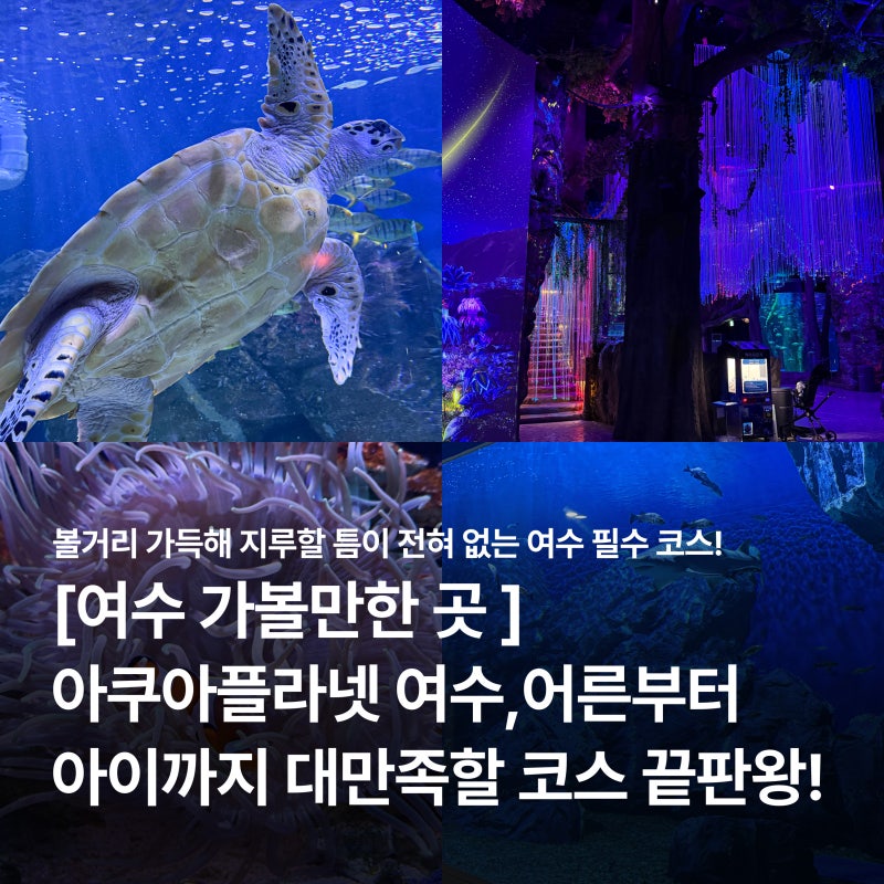 [여수 가볼만한 곳] 아쿠아플라넷 여수 실내 데이트 & 가족 여행 코스 솔직후기