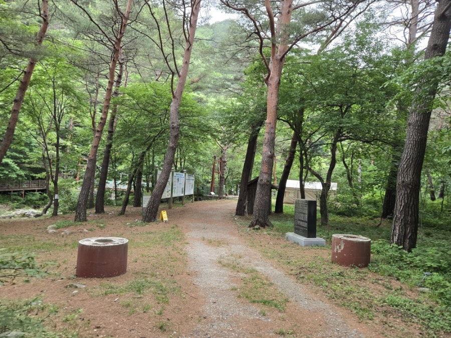 금강소나무생태경영림 사진 2