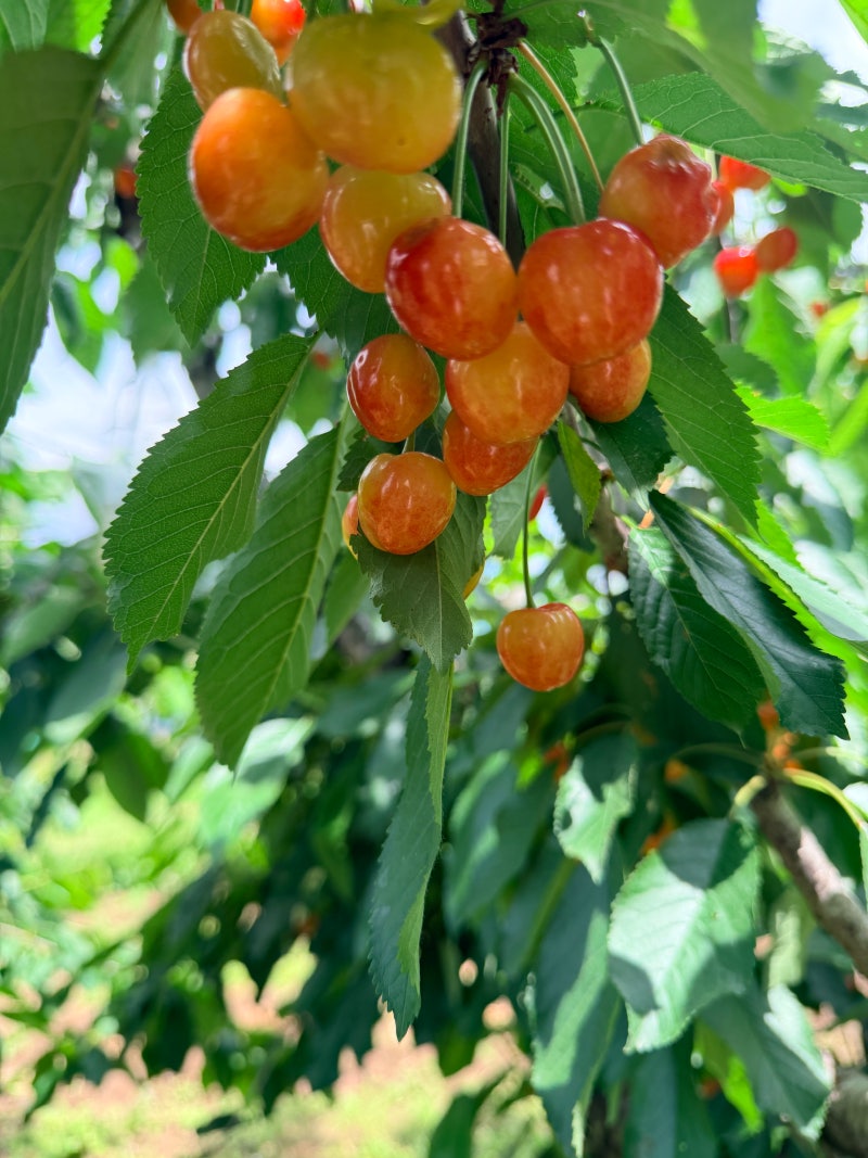 경주 아이와 가볼 만한 곳! 2026년 경주 체리 따기 체험 '샘물농장' 예약 및 방문 꿀팁