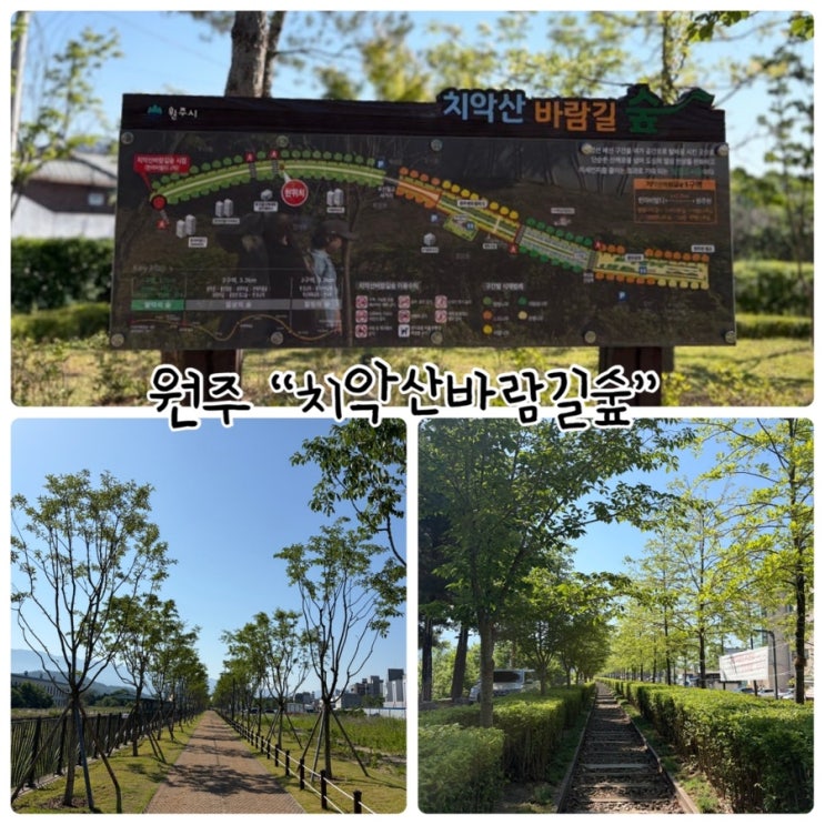  원주걷기 "치악산바람길숲" 철길 감성과 다양한 수목과 조명