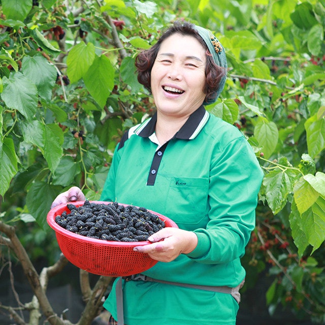 햇 오디, 청일오디 과상오디 2kg 5kg 10kg 구매 전 체크 상품 이미지 1
