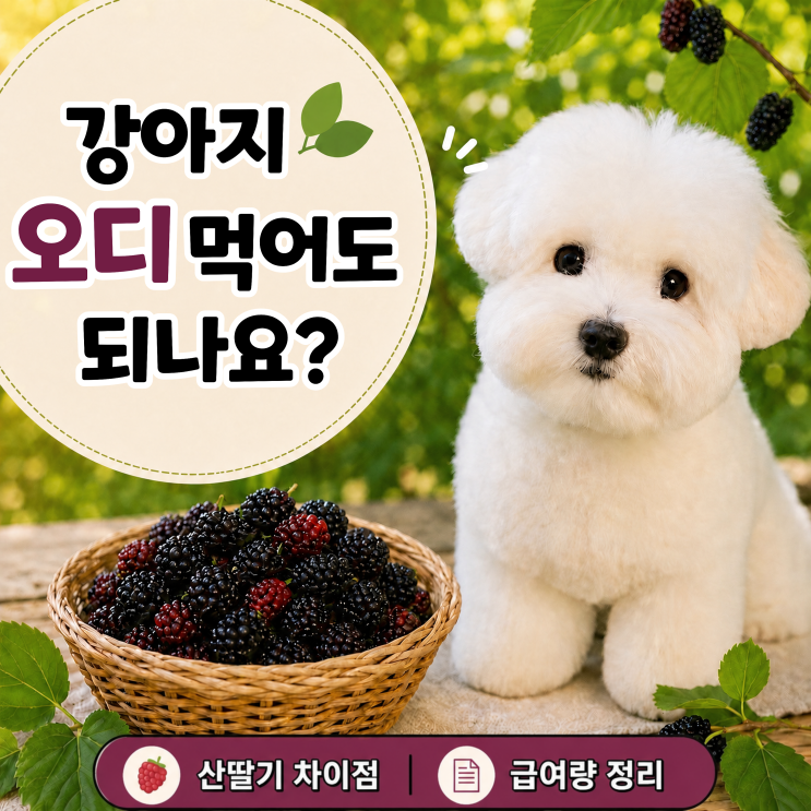  강아지 오디 먹어도 되나요? 급여량·주의사항 총정리 (산딸기와 차이점)