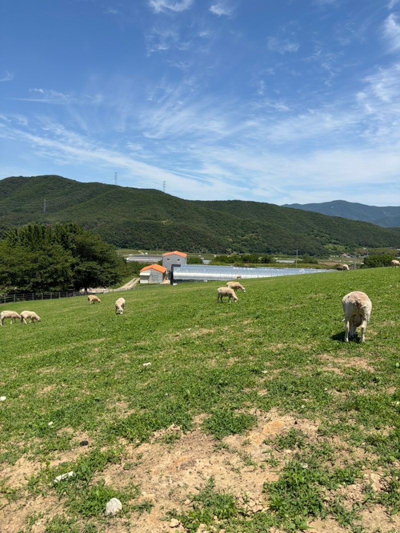[울산] 울산 아이와 가볼만한 곳 울산하늘목장 솔직 후기, 동물 먹이주기 체험