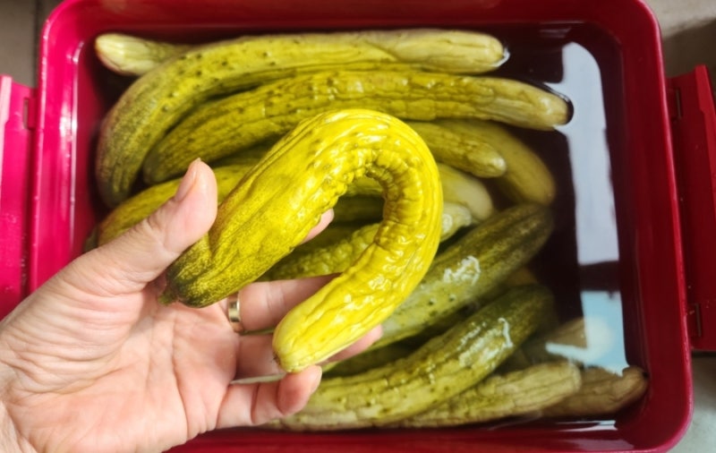 소금물오이지담기 물없이오이지담기 황금레시피 두가지방법
