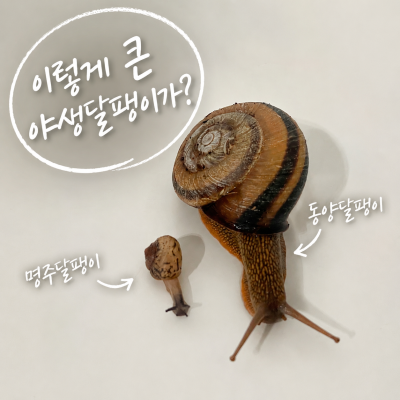 동양 달팽이 키우는법, 알 번식 주의점