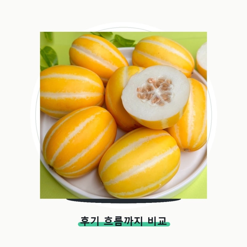 성주 참외, 초고당도 선별 가정용으로 딱! 상품 이미지 6