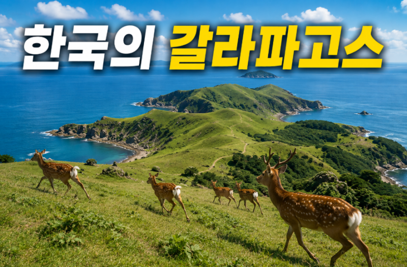 굴업도 배편 시간표·요금·예매 2026｜덕적도 경유 가는 법까지 한 번에