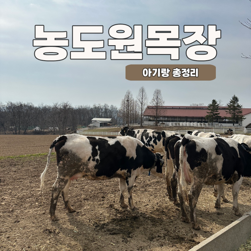 용인 농도원목장 찐후기 I 예약꿀팁방법부터 실제로 다녀온 후기, 준비물까지 아기랑가볼만....