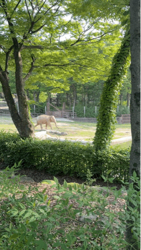 과천 서울대공원 동물원 주차장 요금 리프트 코끼리열차 탑승 후기