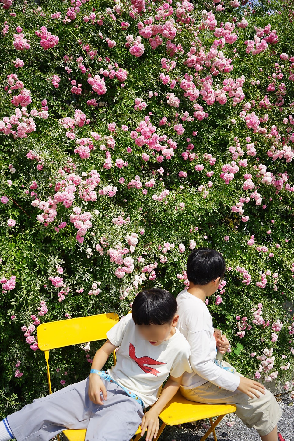 일랑일랑 사진 4