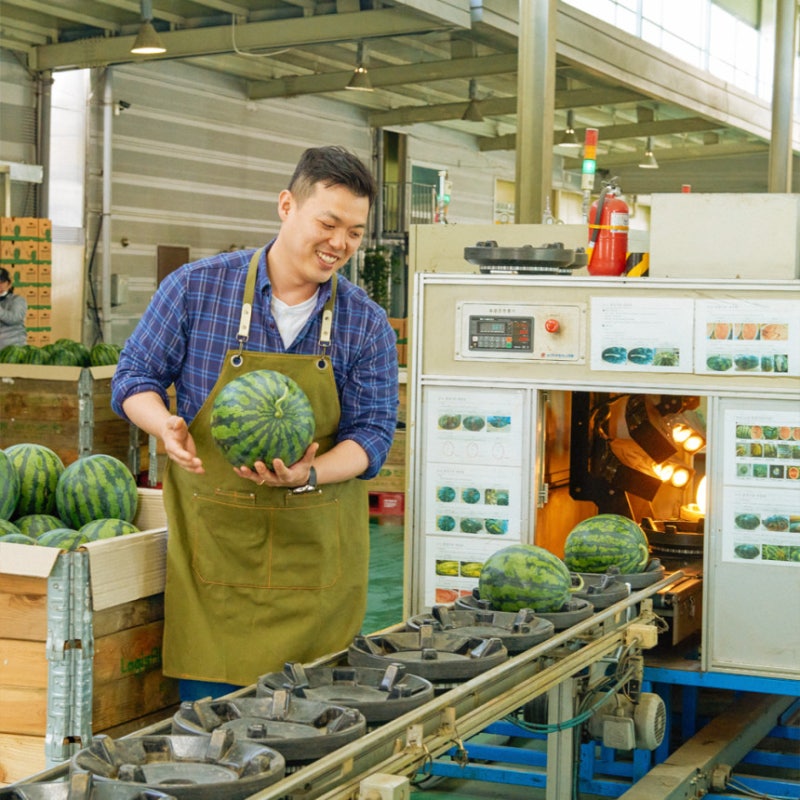 수박 산지직송, 69% 할인? 고당도 꿀 수박 구매 전 확인! 상품 이미지 4