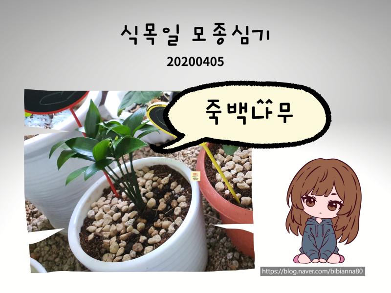 식목일 추억, 아이와 키운 죽백나무 성장기