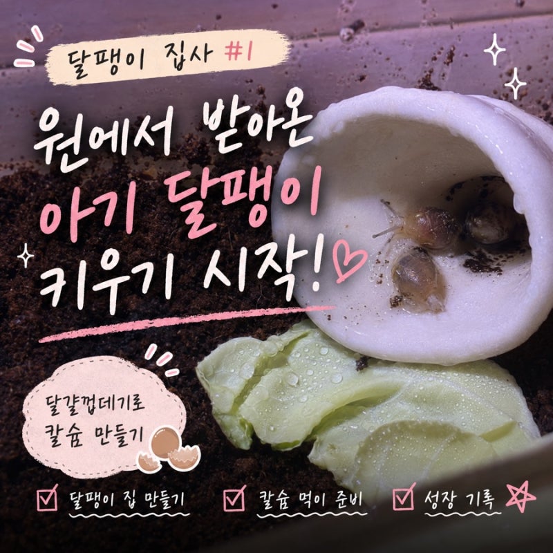 [달팽이 집사 #1] 아기 달팽이 키우기 시작! 달팽이 집 만들기와 칼슘 먹이 준비
