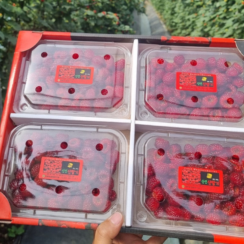 진짜 생 산딸기, 2026년 6월 지금 맛봐야 할까? 상품 이미지 5