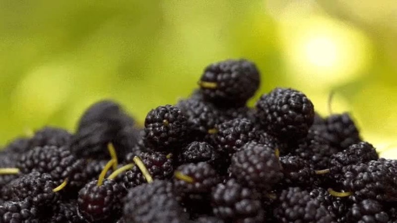 특품 엄선 오디 5kg, 싱싱함과 맛을 제대로 느낄 수 있을까? 상품 이미지 10