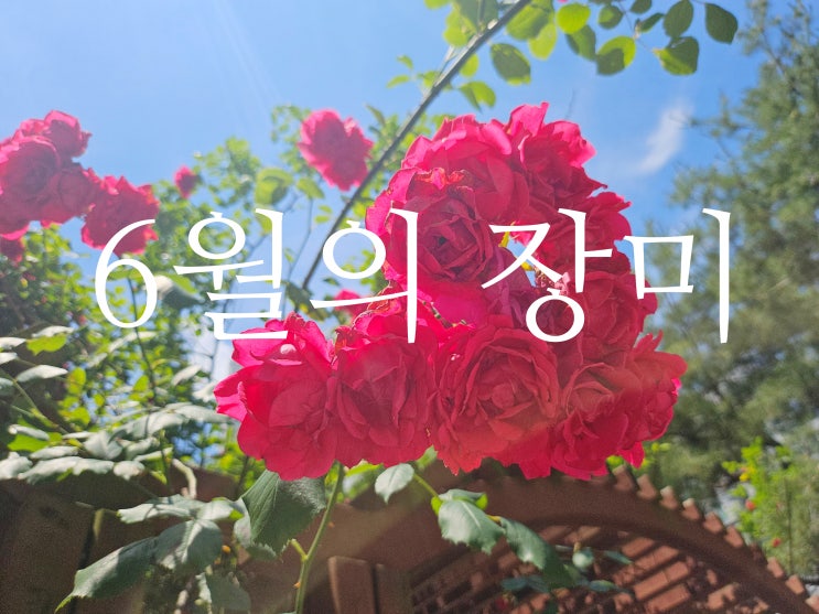 유독 6월을 사랑한 <b>이해인 수녀</b>님의 6월 시 2편이... 