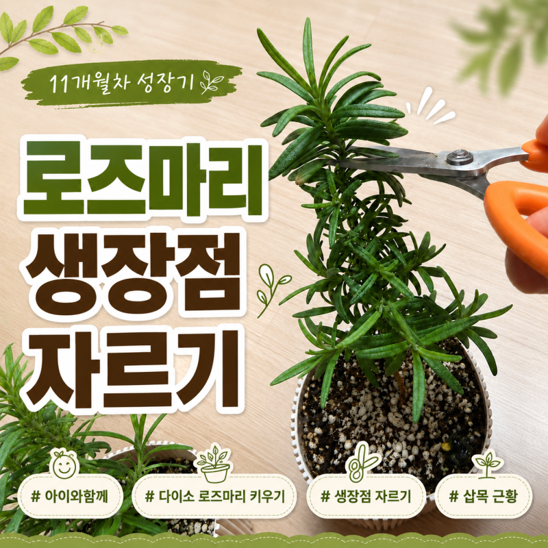 다이소 로즈마리 키우기 : 아이와 함께하는 식집사 프로젝트 ⑥ - 생장점 자르기, 삽목 근황