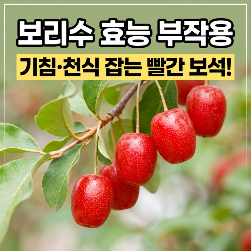 보리수 효능 부작용 3가지와 올바른 하루 섭취량 정리