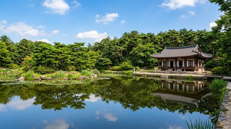  신라의 전설을 품은 한옥 정원, 6월 경주 서출지 이요당 돌담길 야생 산수국 산책