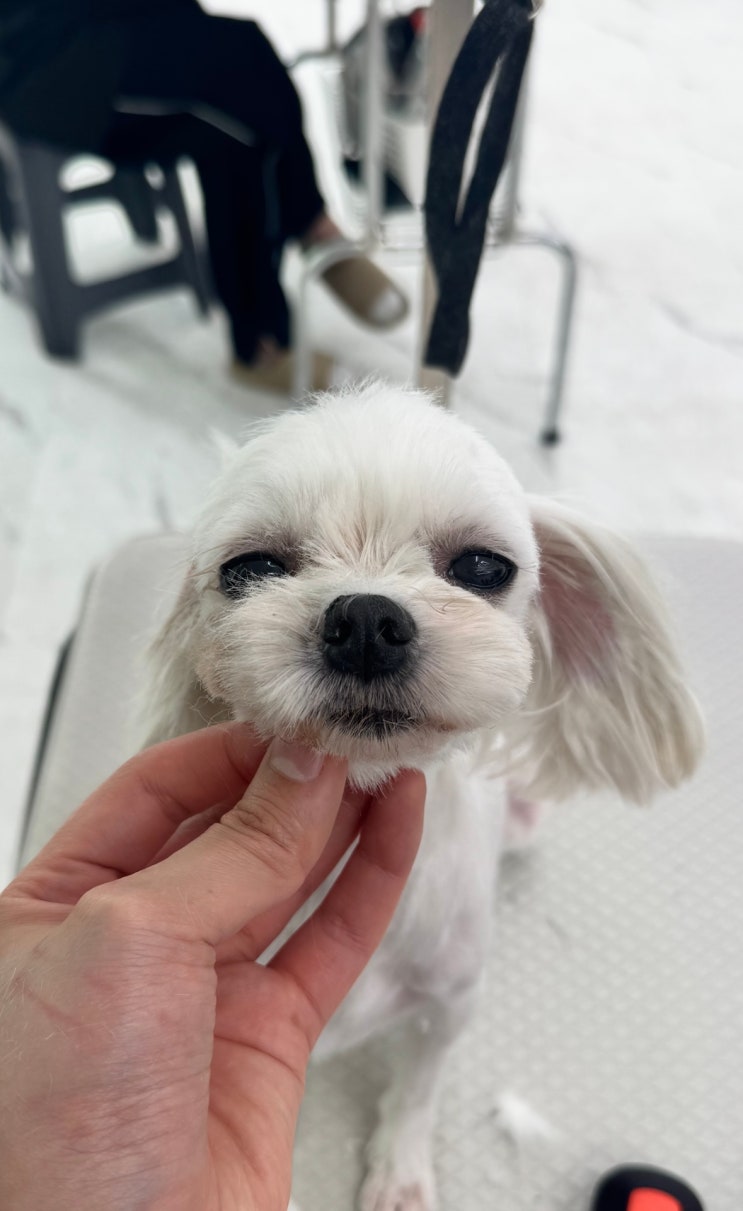  안산애견미용학원에 수강생이 많은 이유