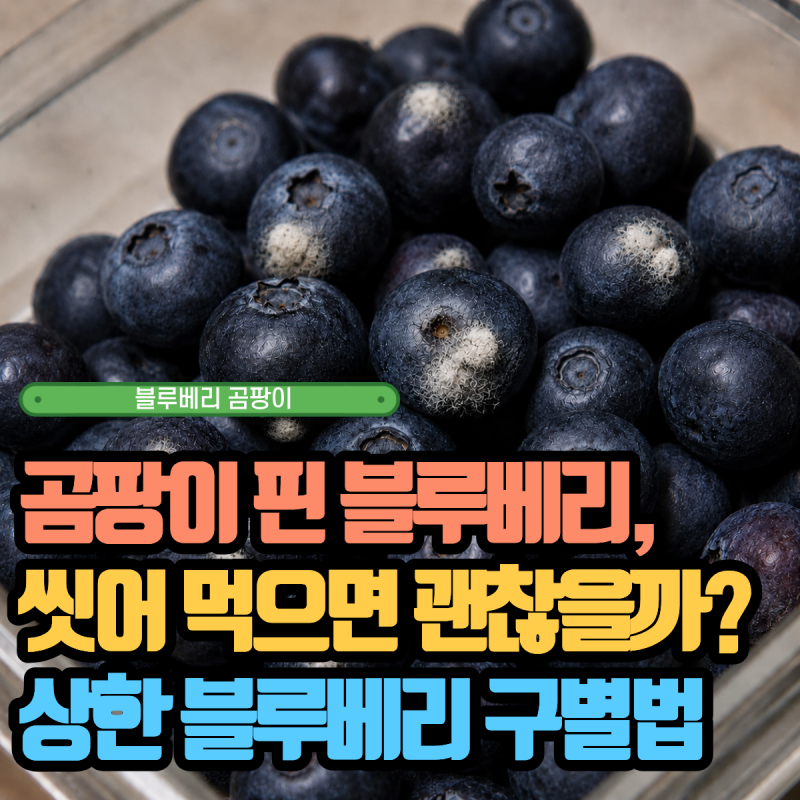곰팡이 핀 블루베리, 씻어 먹으면 괜찮을까? 상한 블루베리 구별법과 보관법