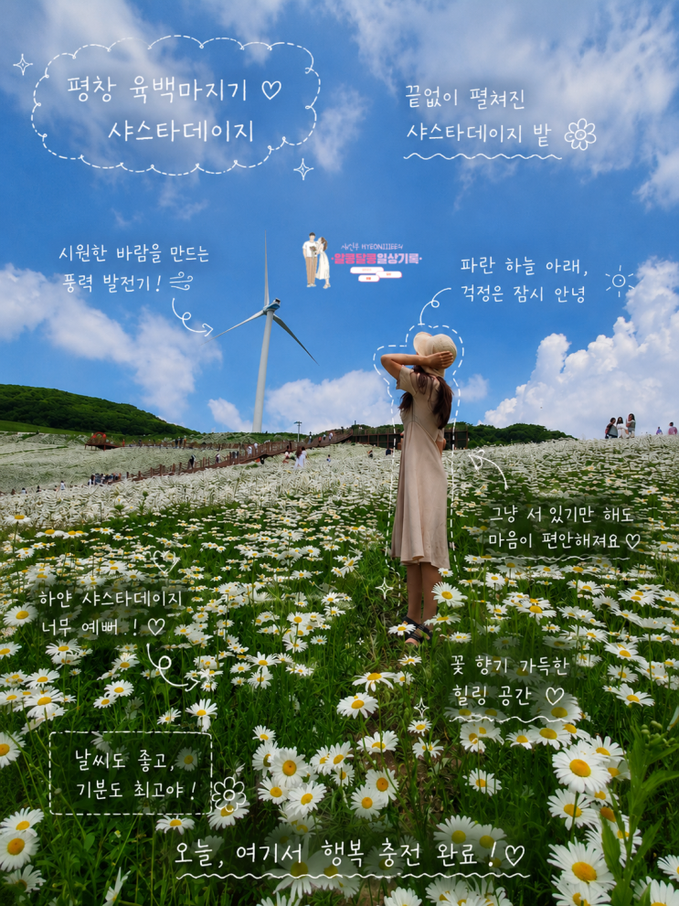  6월 평창 가볼만한 곳 육백마지기 샤스타데이지 완벽 가이드