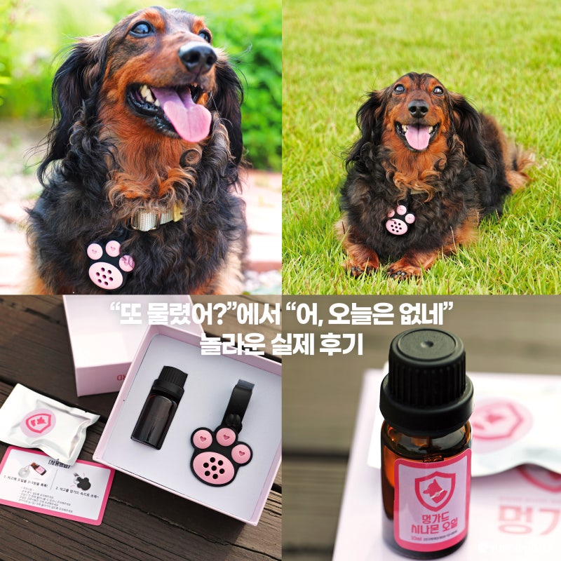 "또 물렸어?" 멍가드 강아지 진드기 목걸이 천연 퇴치제, 놀라운 실제 후기