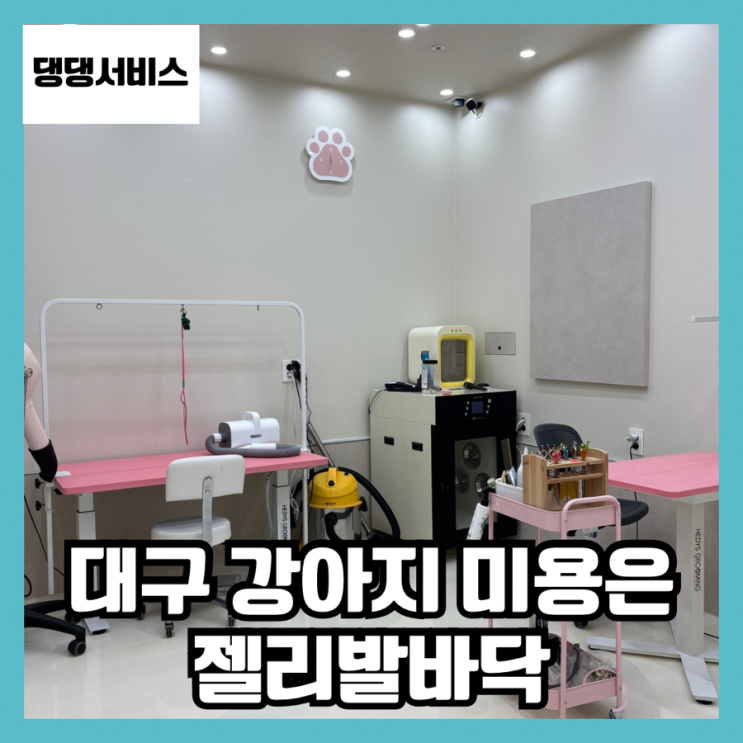  대구 강아지 미용 잘하는 곳 젤리발바닥 비숑 귀툭튀컷