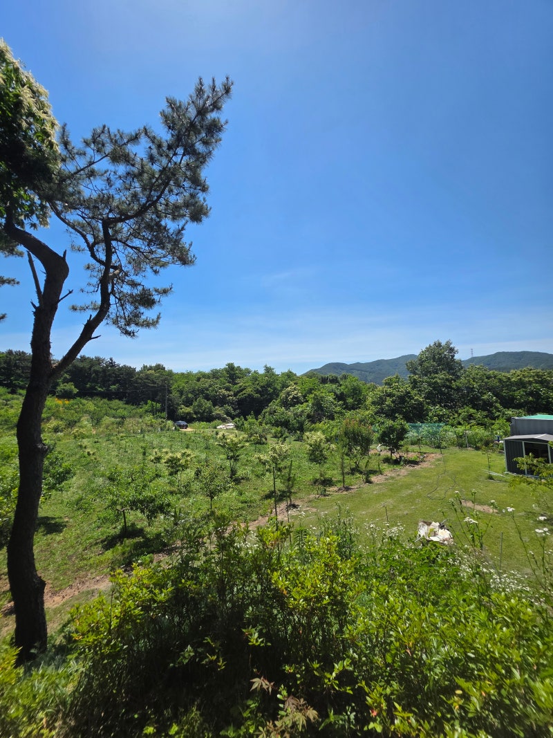 예초작업, 채소관수, 보리수 수확, 복숭아 봉지씌우기