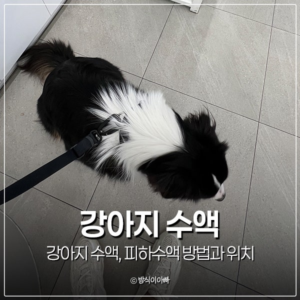 강아지 수액, 피하수액 방법과 위치