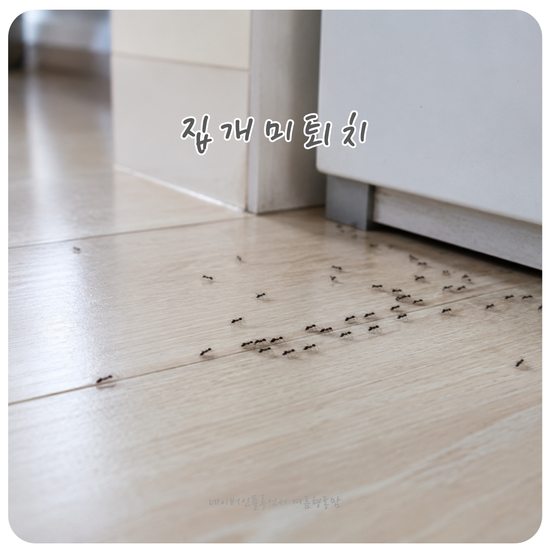 개미약 효과 있을까? 아파트 벌레 집개미 퇴치 방법 정리