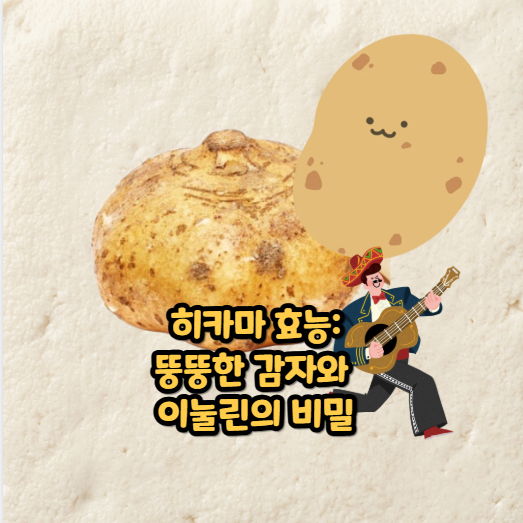 히카마 효능:뚱뚱한 감자와 이눌린의 비밀