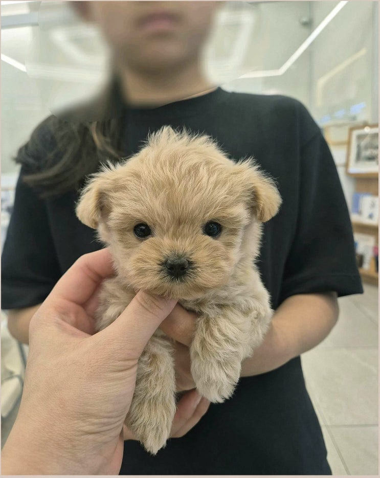  의외로 건강하고 발랄한 화성비숑분양 꼼꼼하게 알아본 후 선택한 곳 뒷부분