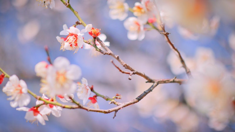 한글서예 궁체 진흘림 안민영安玟英 매화사梅花詞