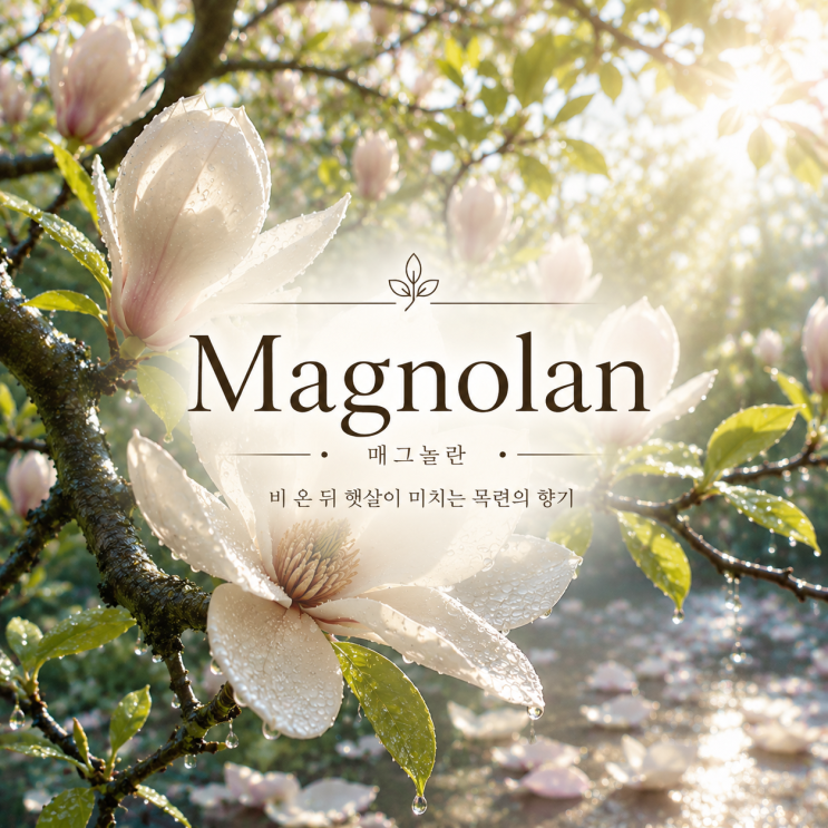  Magnolan / 비 온 뒤 목련나무 아래의 공기