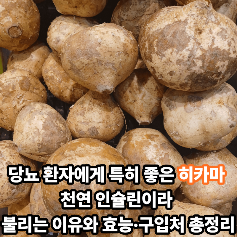 당뇨 환자에게 특히 좋은 히카마 천연 인슐린이라 불리는 이유와 효능·구입처 총정리