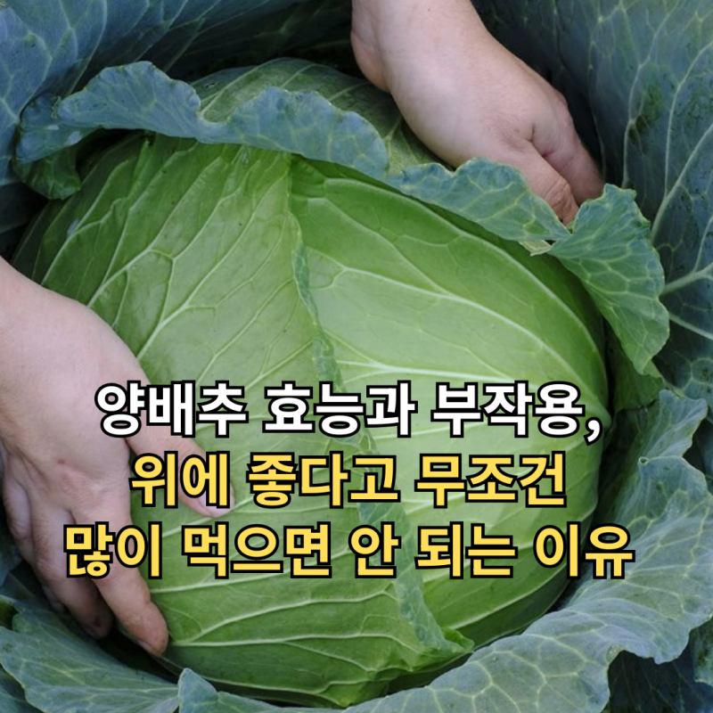 양배추 효능과 부작용, 위에 좋다고 무조건 많이 먹으면 안 되는 이유