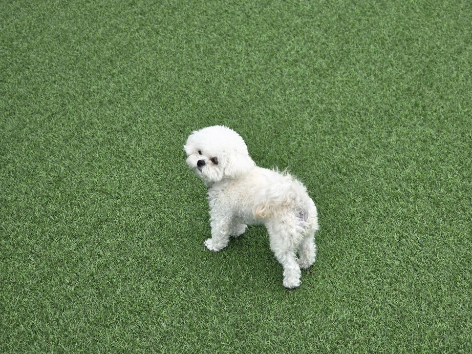 레이지독 사진 2