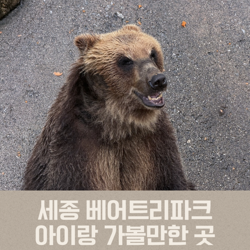 [세종시 여행] 주말에 아이랑 가볼만한곳, 세종 베어트리파크 유모차 동선 및 식당 꿀팁