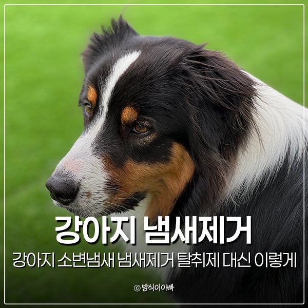 강아지 소변냄새 냄새제거 탈취제 대신 이렇게