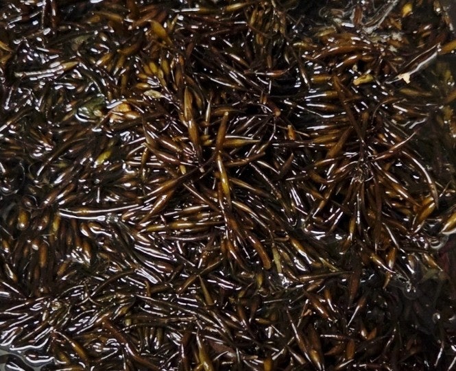  바다의 불로초 '톳' 완벽 정리 | 효능·칼로리·영양 성분·부작용까지 한눈에
