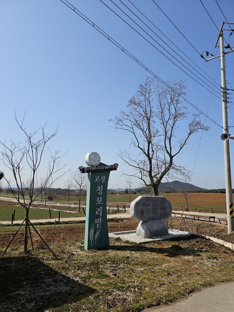 청보리 사진 1