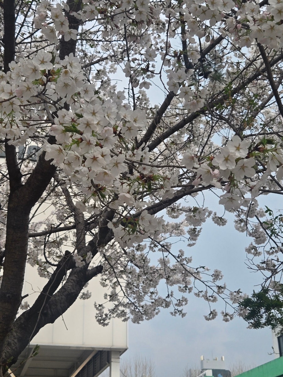 바빠영 사진 3