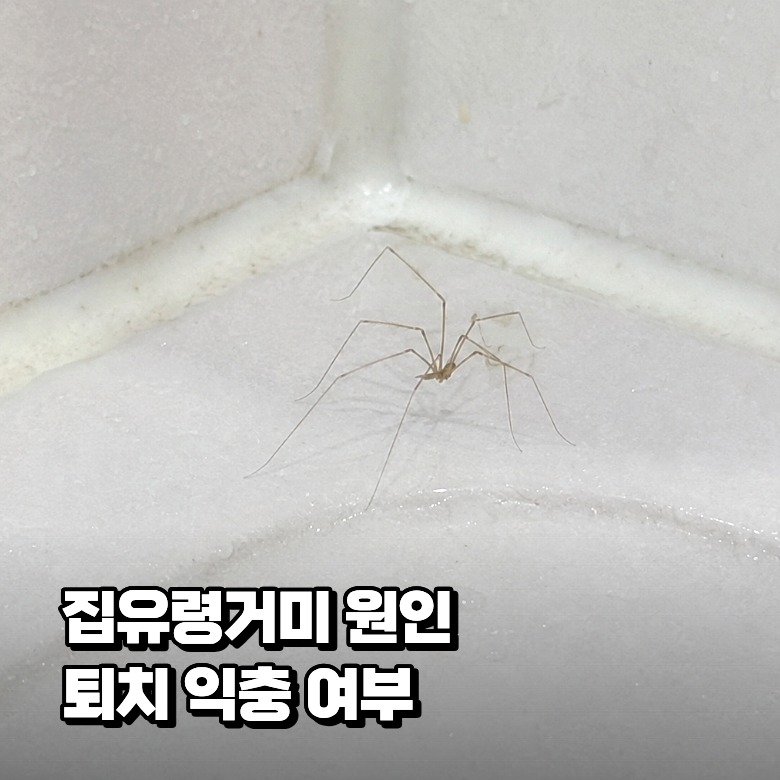 집유령거미 우리 집에 생기는 원인과 익충 여부 정리
