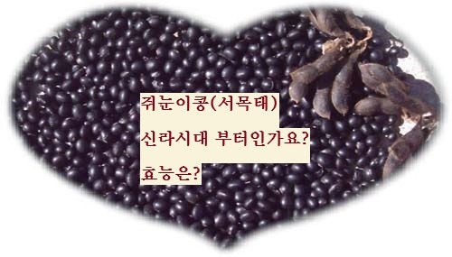 재래 쥐눈이콩 서목태 약콩 효능 신라시대부터 인가