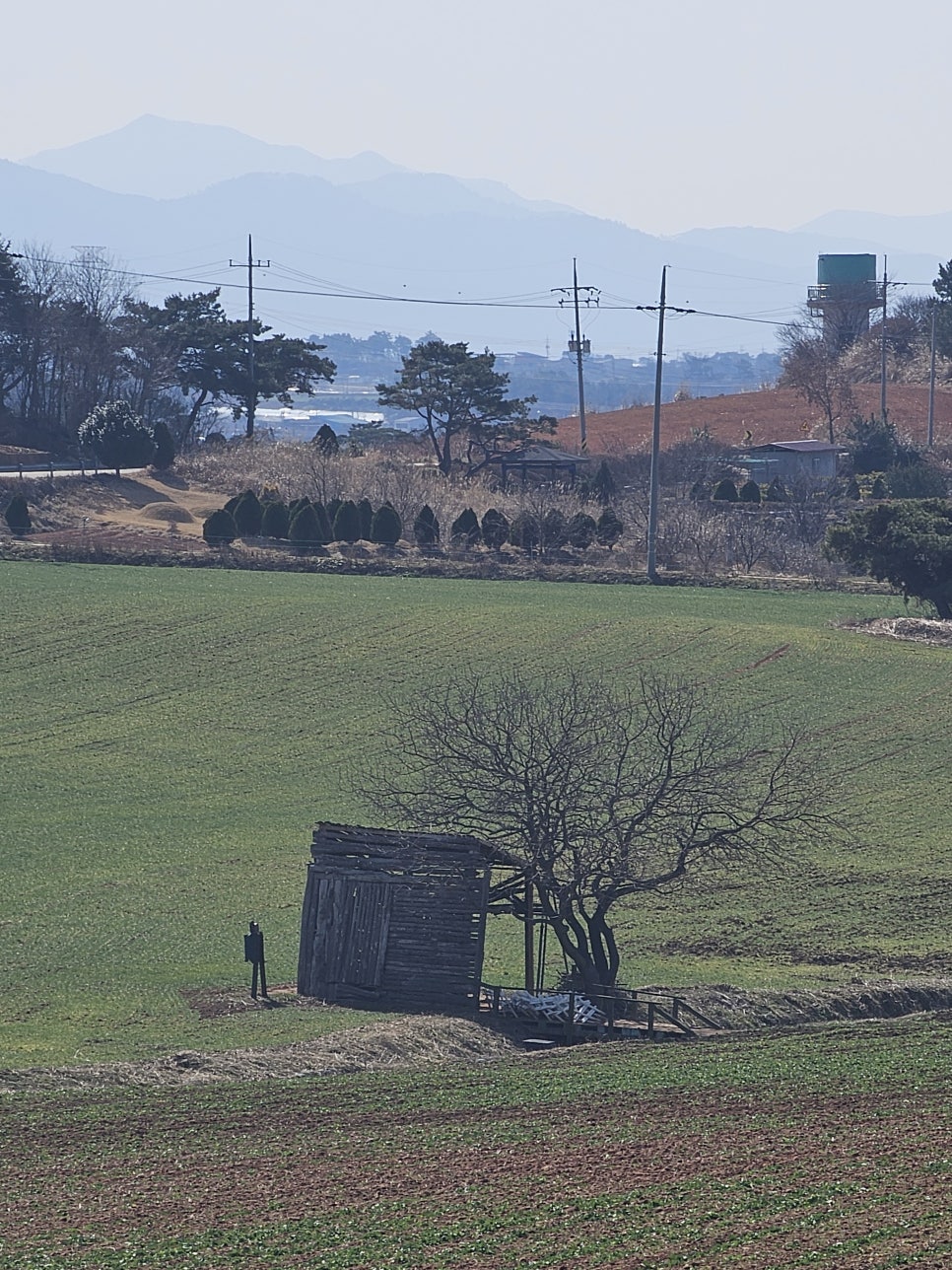 청보리 사진 6