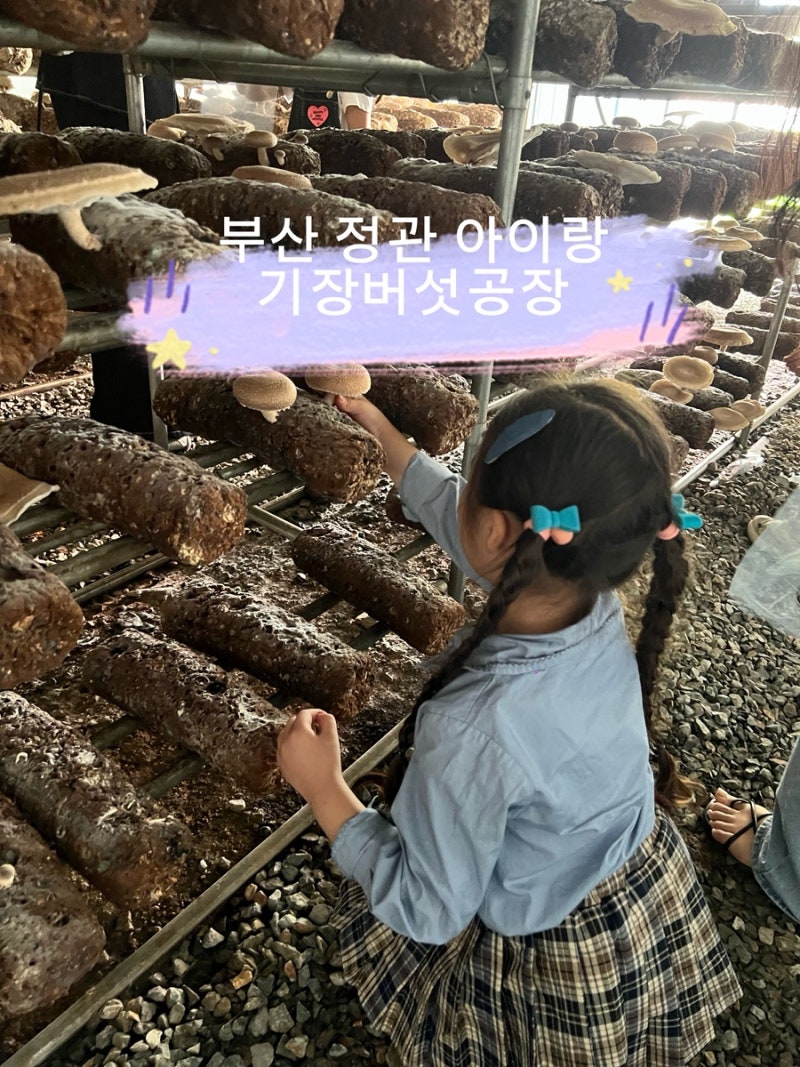 부산 기장 정관 아이랑 :: 버섯따기체험 및 피자만들기+동물먹이주기+모래놀이까지! 완벽한 ....