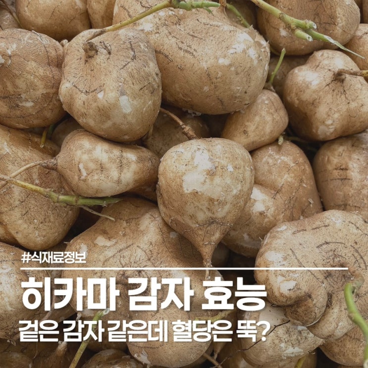  당뇨 간식 찾다 발견한 히카마 효능과 먹는 법 3가지