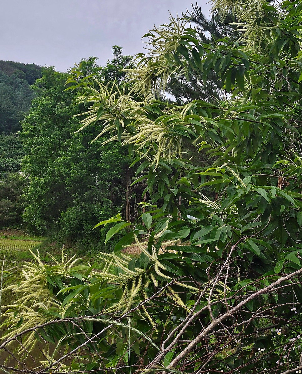 소나무펜션 사진 5