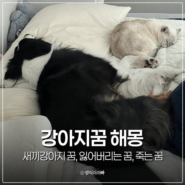 강아지꿈 해몽 상황별 : 새끼강아지 꿈, 잃어버리는 꿈, 죽는 꿈